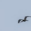Ibis falcinelle dans le marais de Bourgneuf